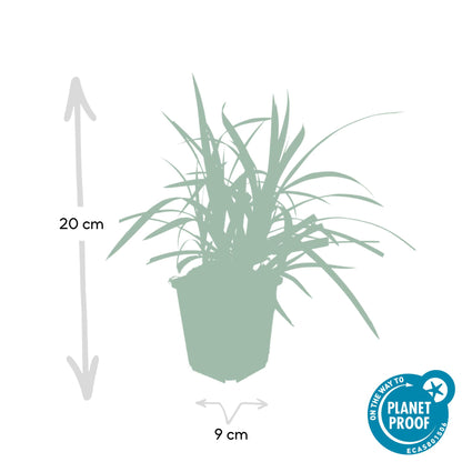 Carex morrowi 'Irish Green' - Japanse Zegge