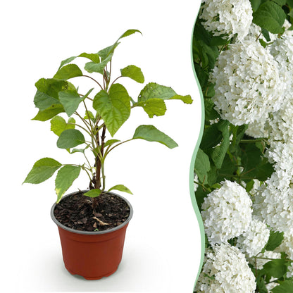 Hydrangea arborescens 'Annabelle' - Pluimhortensia - hoogte 20-30cm