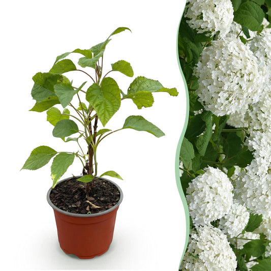 Hydrangea arborescens 'Annabelle' - Pluimhortensia - hoogte 20-30cm