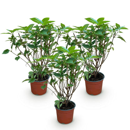 Hydrangea panniculata 'Limelight' - Pluimhortensia - Winterhard - Lime Groen - 3 Planten - Pot 12cm - Hoogte Hoogte 20-30cm