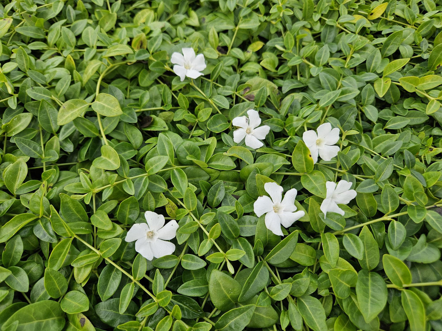 Vinca minor 'Gertrude Jekyll' - kleinbladige Maagdenpalm