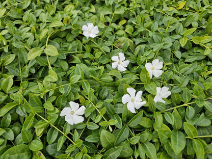 Vinca minor 'Gertrude Jekyll' - kleinbladige Maagdenpalm