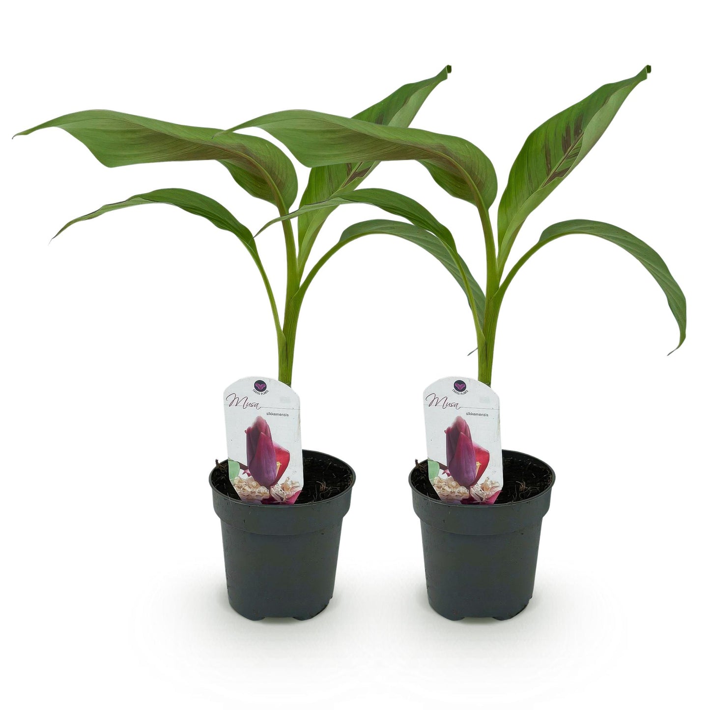 Musa sikkemensis 'Red Tiger' - winterharde Bananenboom - 2 planten - Pot 12cm - Hoogte 30cm