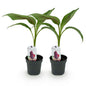 Musa sikkemensis 'Red Tiger' - winterharde Bananenboom - 2 planten - Pot 12cm - Hoogte 30cm