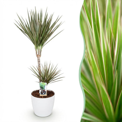 Dracaena Marginata Bicolor - Drakenbloedboom - incl. pot wit - pot 21cm - hoogte 90-100cm
