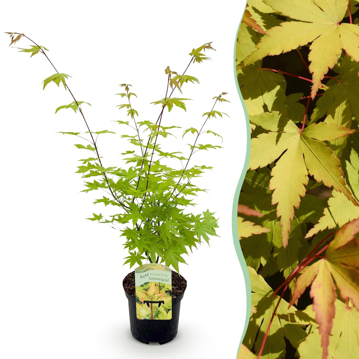 Acer palmatum 'Summergold' - Japanse Esdoorn - hoogte 70cm
