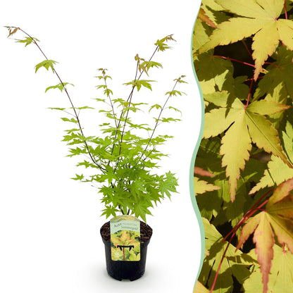 Acer palmatum 'Summergold' - Japanse Esdoorn - hoogte 70cm