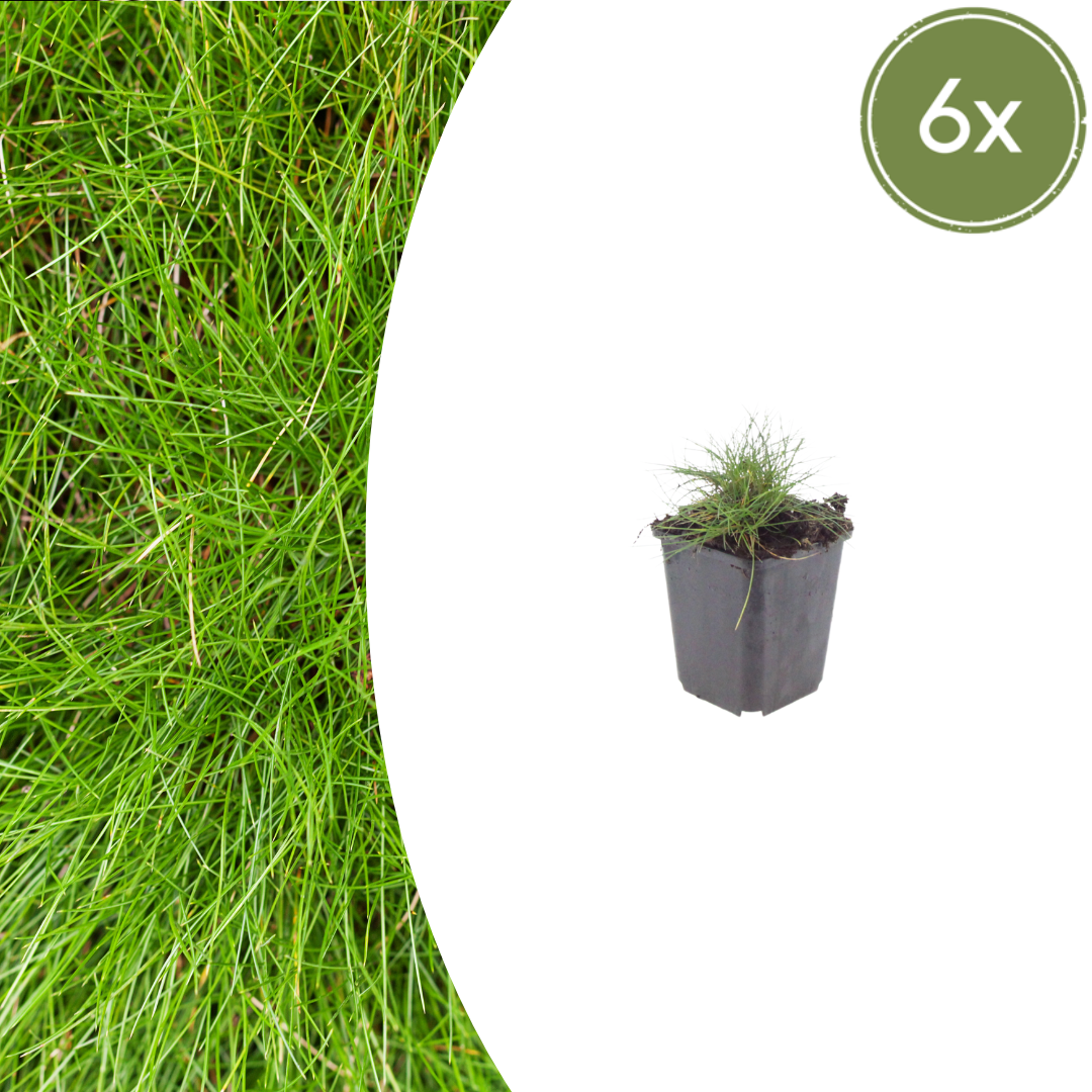 Festuca gautieri - Zwenkgras