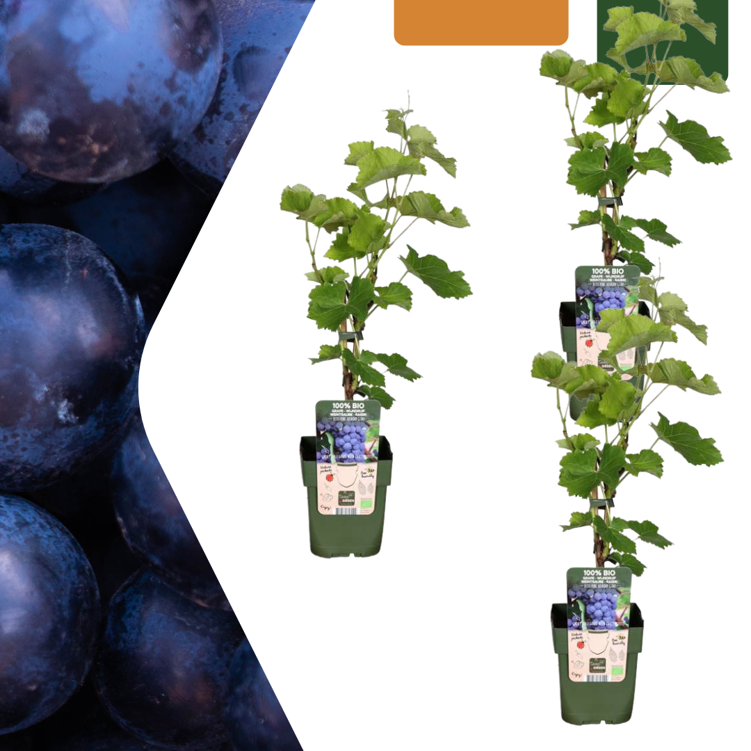 Biologische druivenplanten - 3 planten - Ø 13 cm - ↨ 20 cm