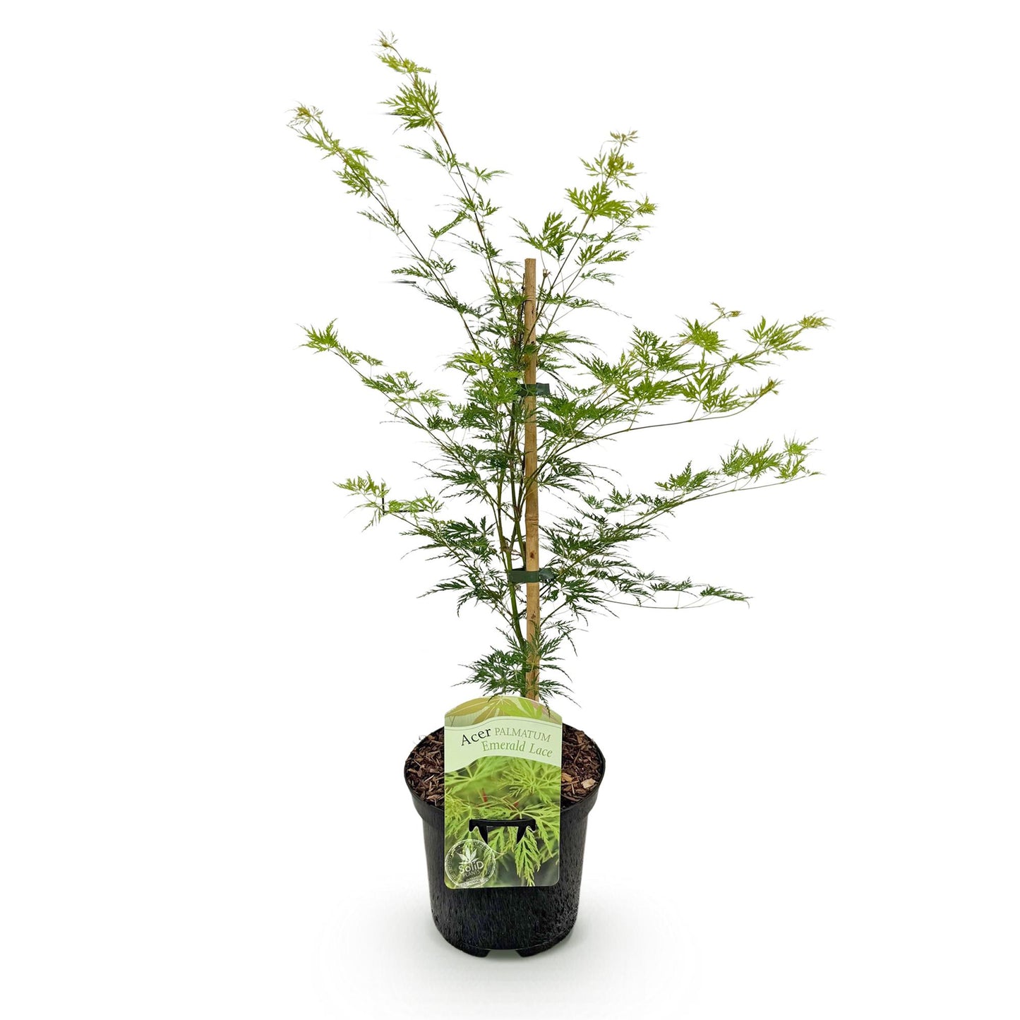 Acer palmatum 'Emerald Lace' - Japanse Esdoorn - hoogte 70cm