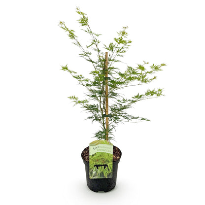 Acer palmatum 'Emerald Lace' - Japanse Esdoorn - hoogte 70cm