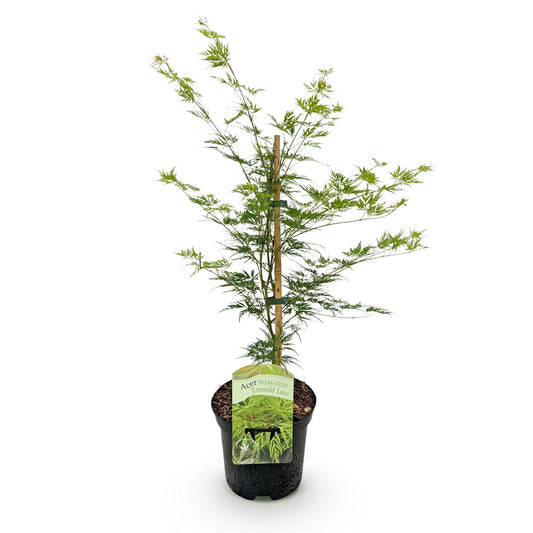Acer palmatum 'Emerald Lace' - Japanse Esdoorn - hoogte 70cm
