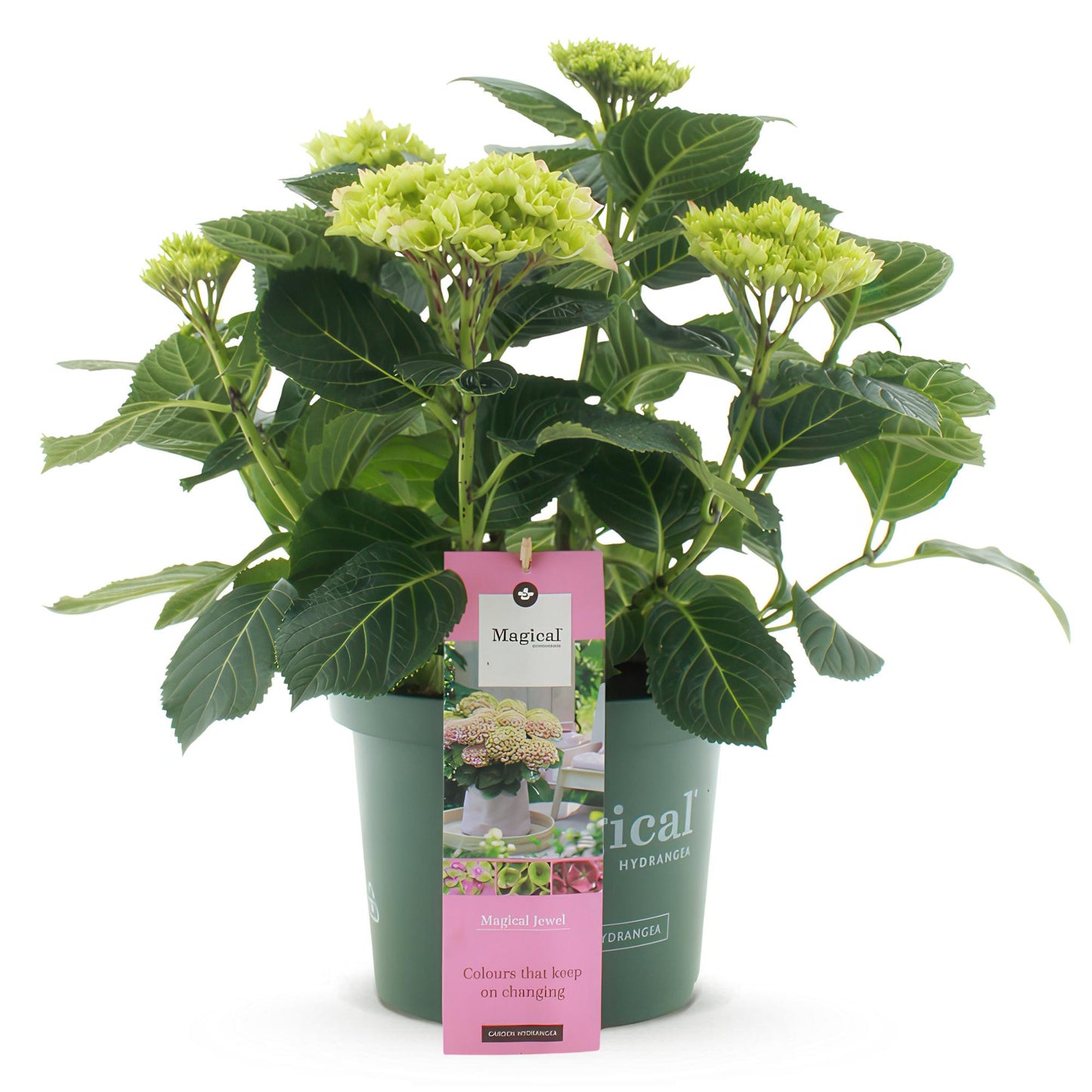 Hydrangea 'Magical Jewel Pink' - Roze Hortensia - 6-10 Bloemen - hoogte 55cm