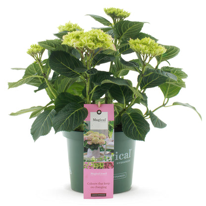 Hydrangea 'Magical Jewel Pink' - Roze Hortensia - 6-10 Bloemen - hoogte 55cm