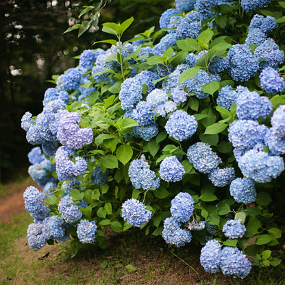 Hydrangea macrophylla 'Blue' - Bolhortensia - hoogte 20-30cm