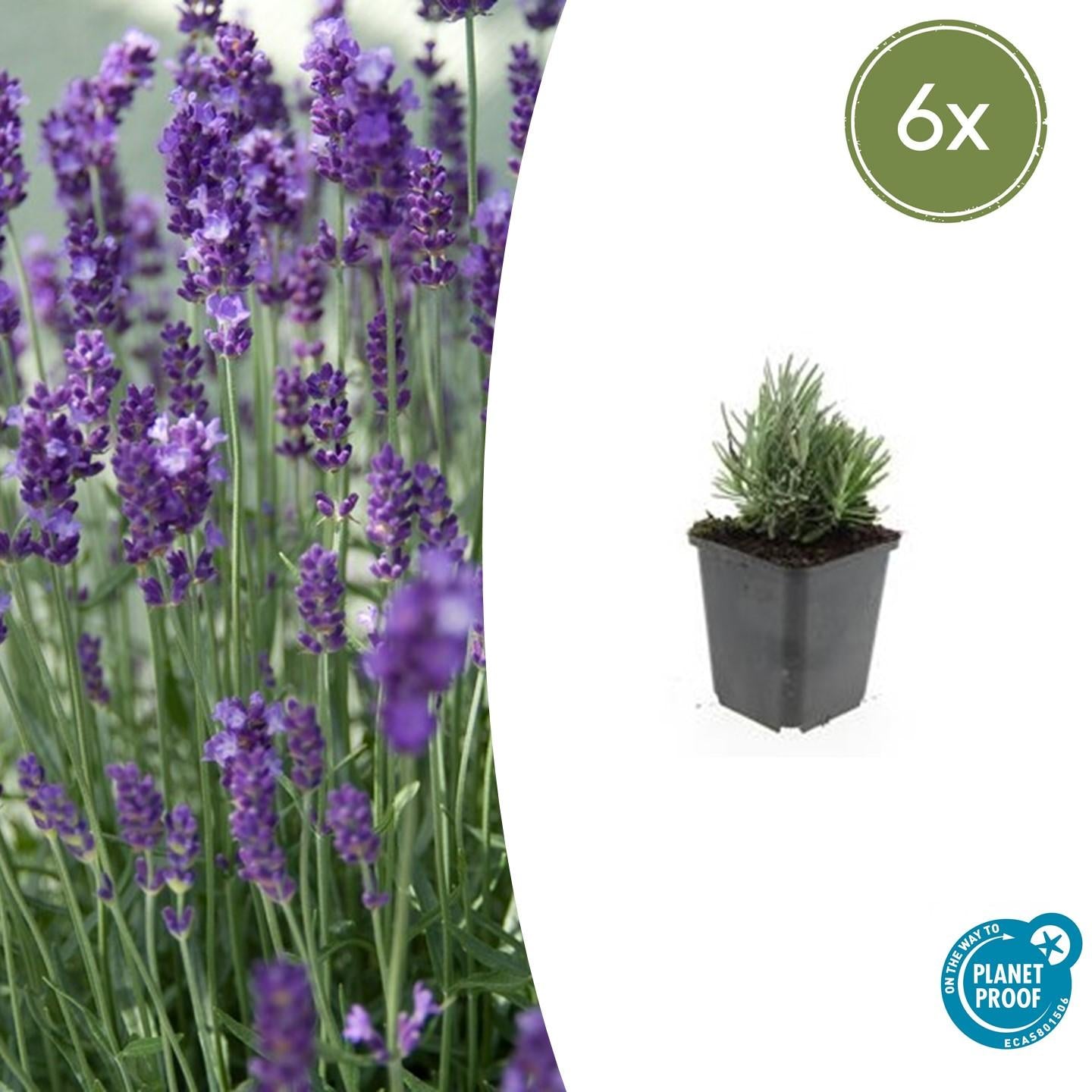 Lavandula angustifolia 'Dwarf Blue' - Lavendel