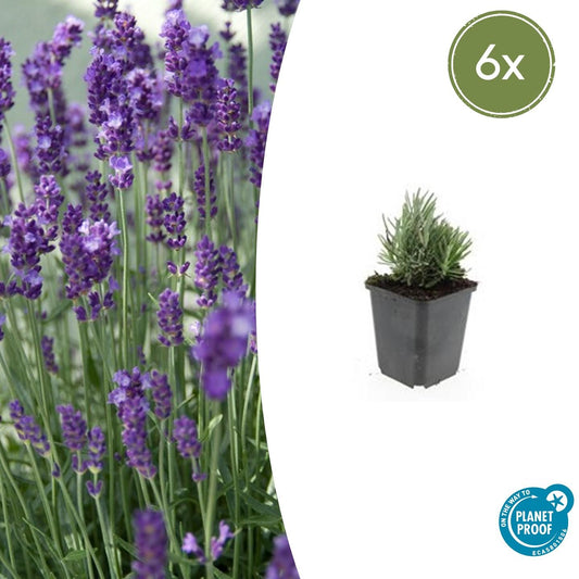 Lavandula angustifolia 'Dwarf Blue' - Lavendel
