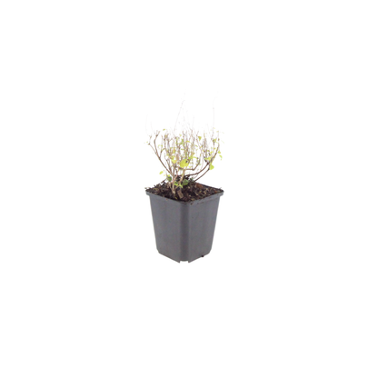 Calamintha n. nepeta - Bergsteentijm