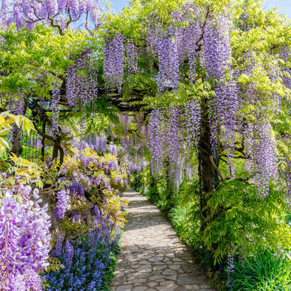 Wisteria floribunda 'Prolific' - Blauwe Regen