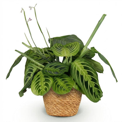 Green boutiQ - Kamerplant - Maranta Fascinator Lemon Lime - Gebedsplant - Huisdiervriendelijke Plant - Groen - 1 Plant - met Mand - Pot 12cm - Hoogte 25cm