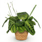 Green boutiQ - Kamerplant - Maranta Fascinator Lemon Lime - Gebedsplant - Huisdiervriendelijke Plant - Groen - 1 Plant - met Mand - Pot 12cm - Hoogte 25cm