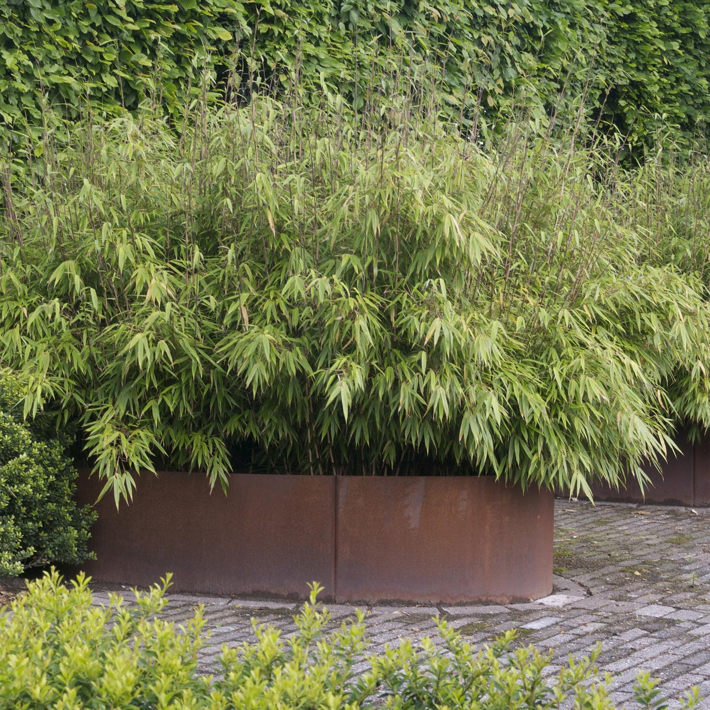 Green boutiQ - Grassen - Fargesia nitida Black Dragon - Niet Woekerende Bamboe - Bladhoudend - Groen - 2 Planten - Pot 23 cm - Hoogte 80 cm