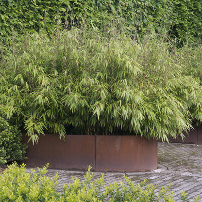 Green boutiQ - Grassen - Fargesia nitida Black Dragon - Niet Woekerende Bamboe - Bladhoudend - Groen - 2 Planten - Pot 23 cm - Hoogte 80 cm