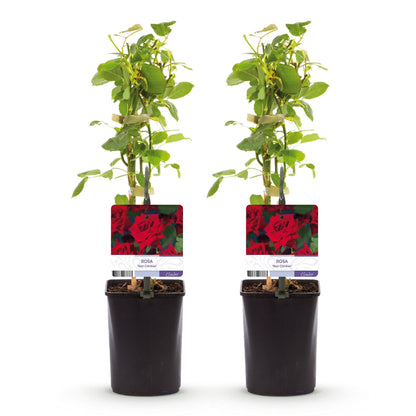 Rosa 'Red Climber' - Klimroos