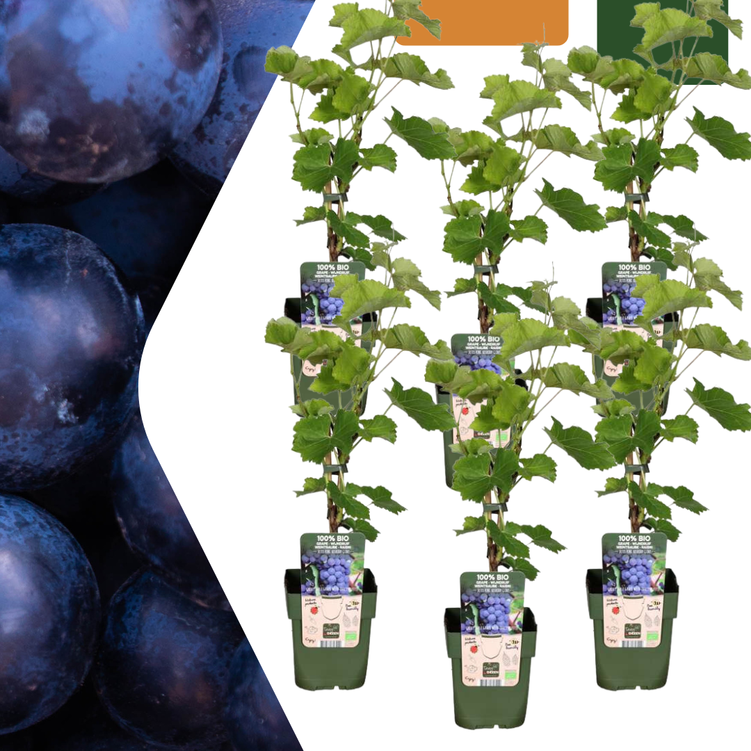Biologische druivenplanten - 6 planten - Ø 13 cm - ↨ 20 cm