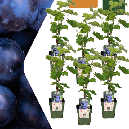 Biologische druivenplanten - 6 planten - Ø 13 cm - ↨ 20 cm