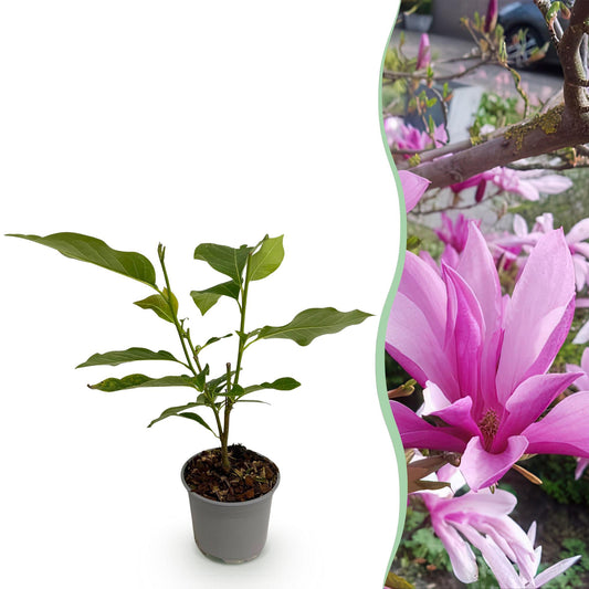 Magnolia 'Susan' - Magnolia - hoogte 30cm