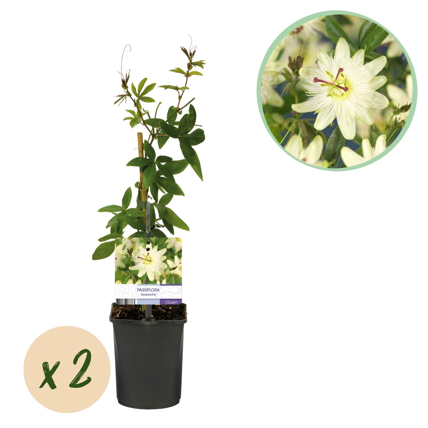 Passiflora 'Avalanche' - Passiebloem