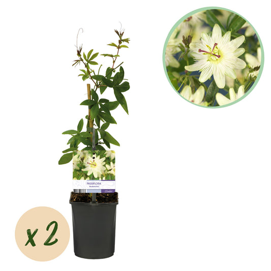 Passiflora 'Avalanche' - Passiebloem