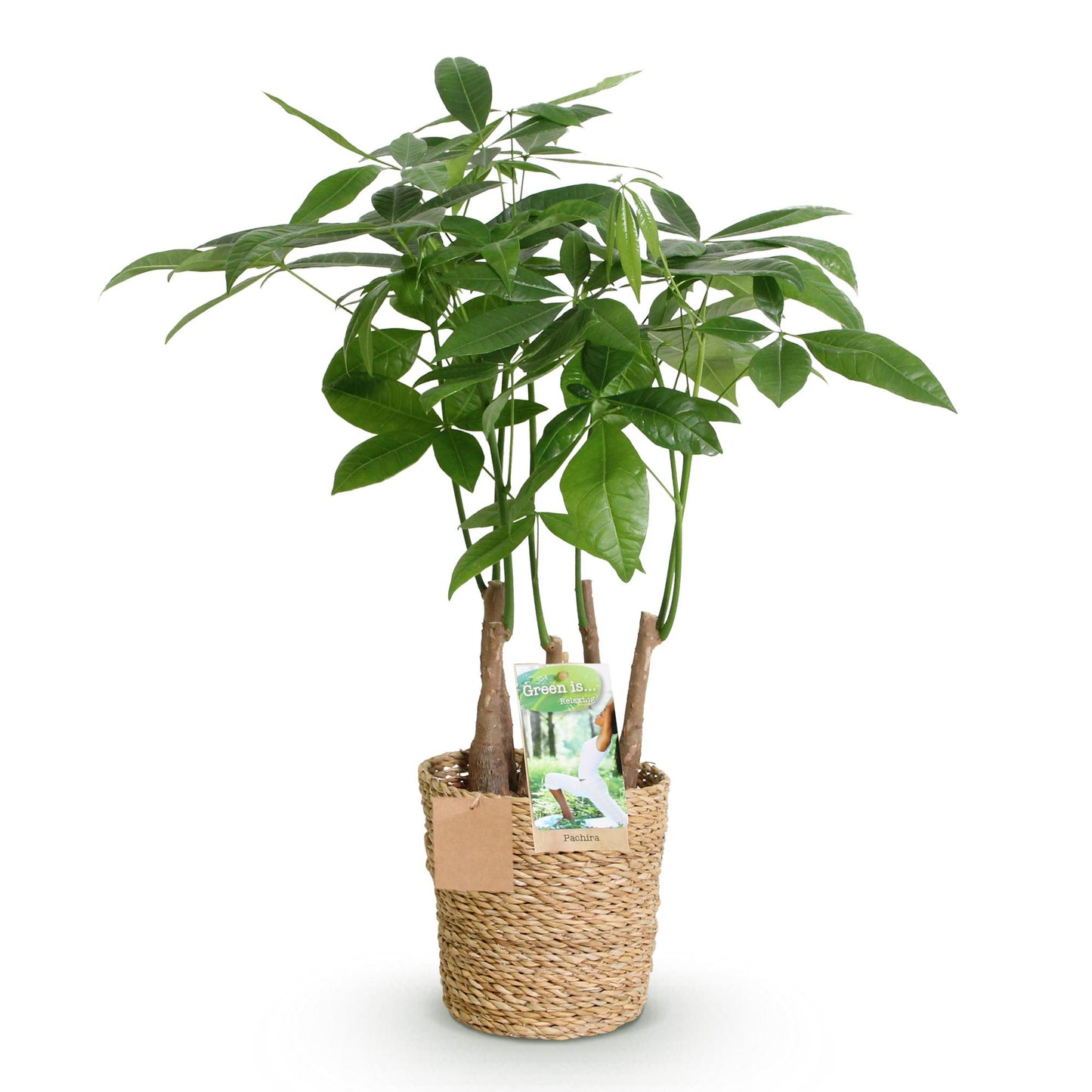 Pachira Aquatica multi stam - Geldboom - incl. mand - pot 17cm - hoogte 50-55cm