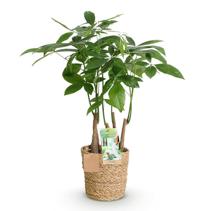 Pachira Aquatica multi stam - Geldboom - incl. mand - pot 17cm - hoogte 50-55cm