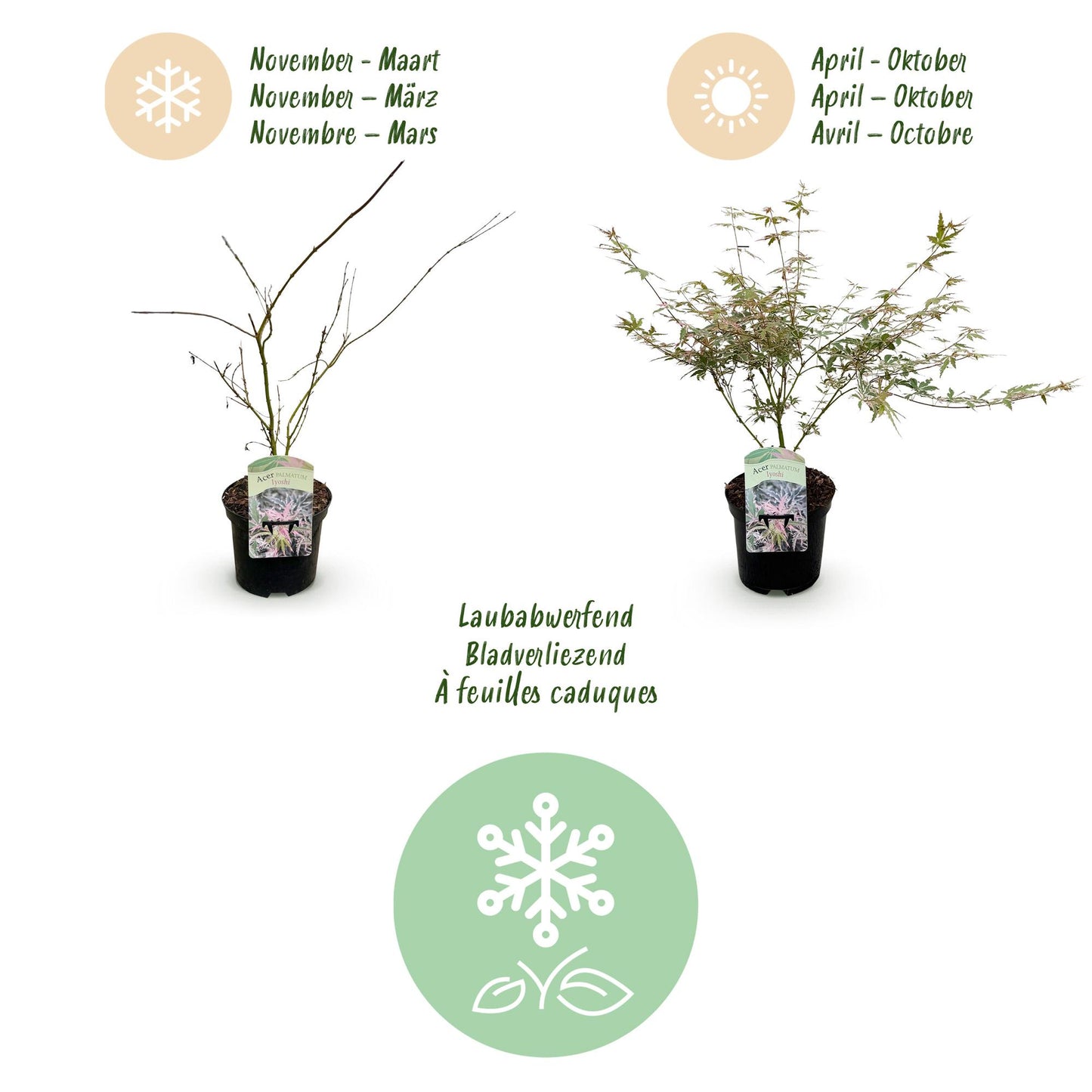 Green boutiQ - Terrasplant - Japanse Esdoorn - Acer palmatum Iyoshi - Roze - 2 Planten - Bladverliezend - Pot 19cm Hoogte 70cm