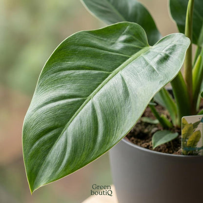 Green boutiQ - Kamerplant - Philodendron - Philodendron Imperial Green - Groen - Weinig onderhoud - 1 Plant - met Potter Grijs - Pot 19cm - Hoogte 65cm