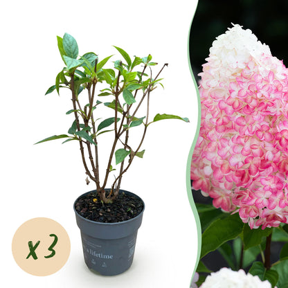 Hydrangea panniculata 'Living Pink & Rose' - Pluimhortensia - Winterhard - Roze - 3 Planten - Pot 12cm - Hoogte Hoogte 20-30cm