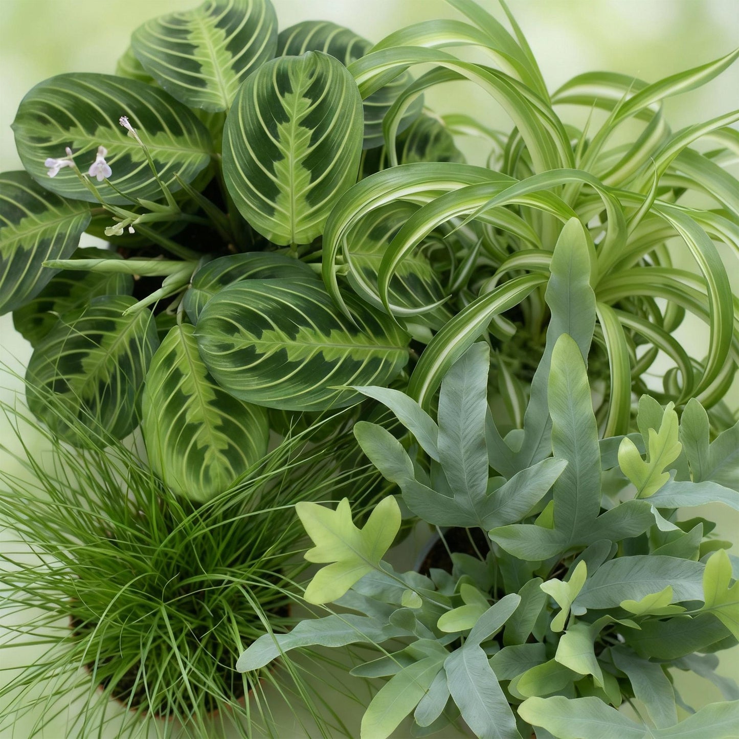 Green boutiQ - Kamerplant - Chlorophytum - Cyperus - Phlebodium - Marantha - Mix van 4 - Huisdiervriendelijke Planten - Groen - 4 Planten - met Potter Grijs - Pot 12cm - Hoogte 25cm