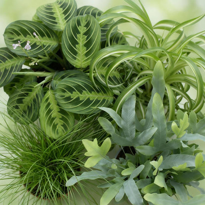 Green boutiQ - Kamerplant - Chlorophytum - Cyperus - Phlebodium - Marantha - Mix van 4 - Huisdiervriendelijke Planten - Groen - 4 Planten - met Potter Grijs - Pot 12cm - Hoogte 25cm