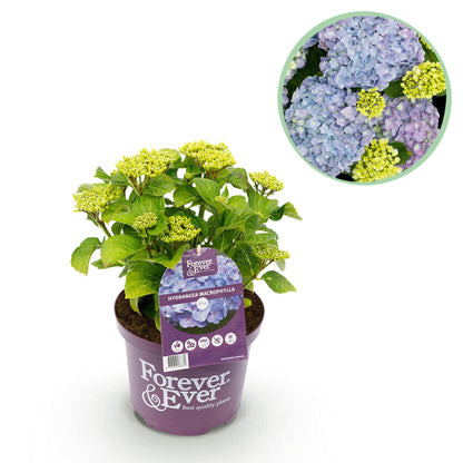 Hydrangea 'Forever & Ever Blue' - Blauwe hortensia - 7-12 Bloemen - Pot 23cm Hoogte 55cm