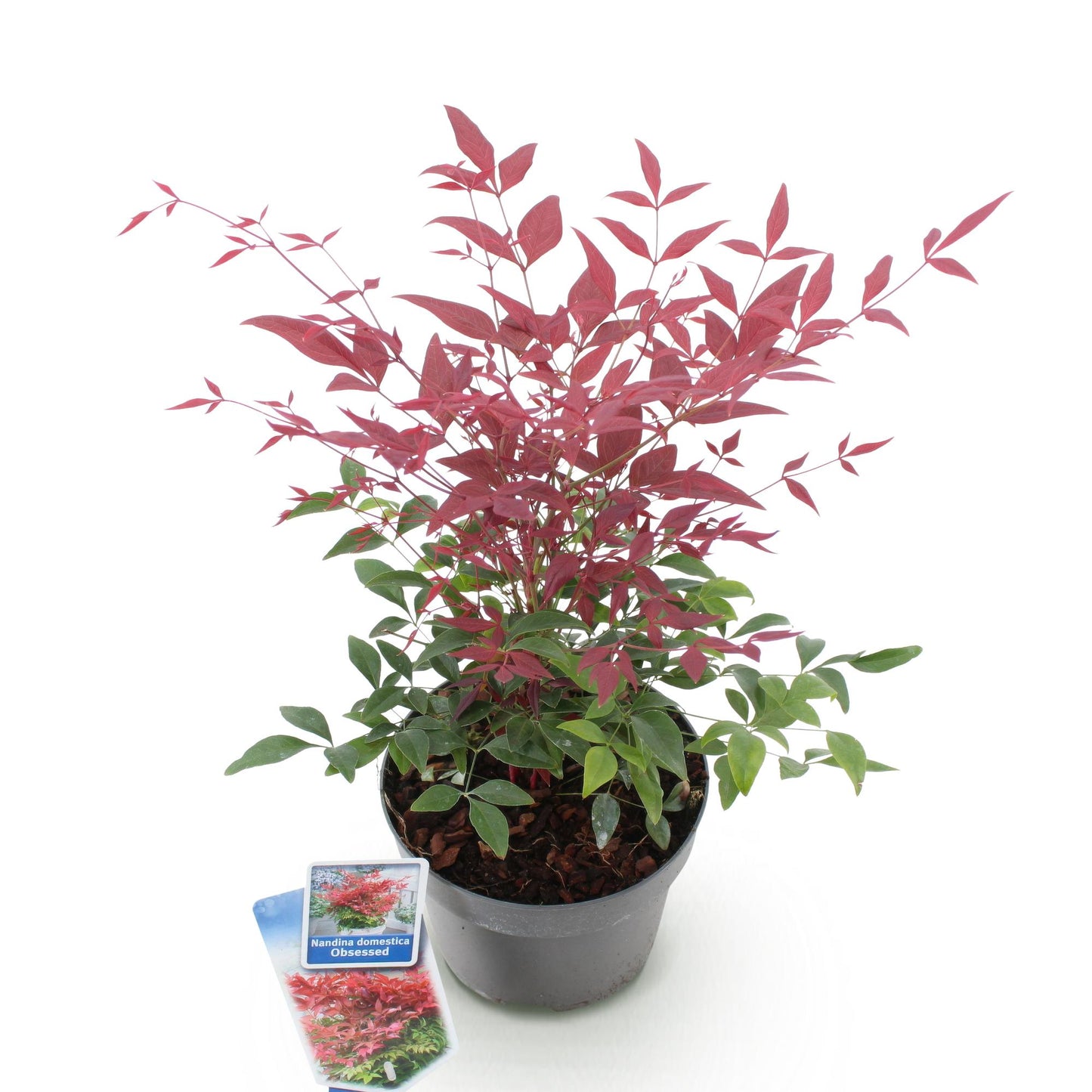 Nandina 'Obsessed' - Schijnbamboe - hoogte 45cm