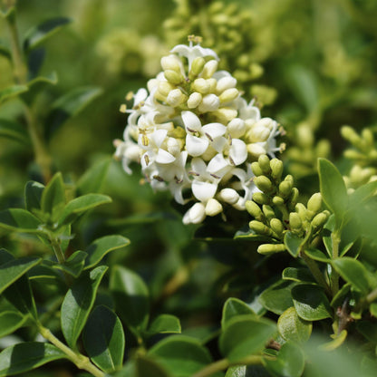 Ligustrum delavayanum op stam - Liguster - hoogte 90cm