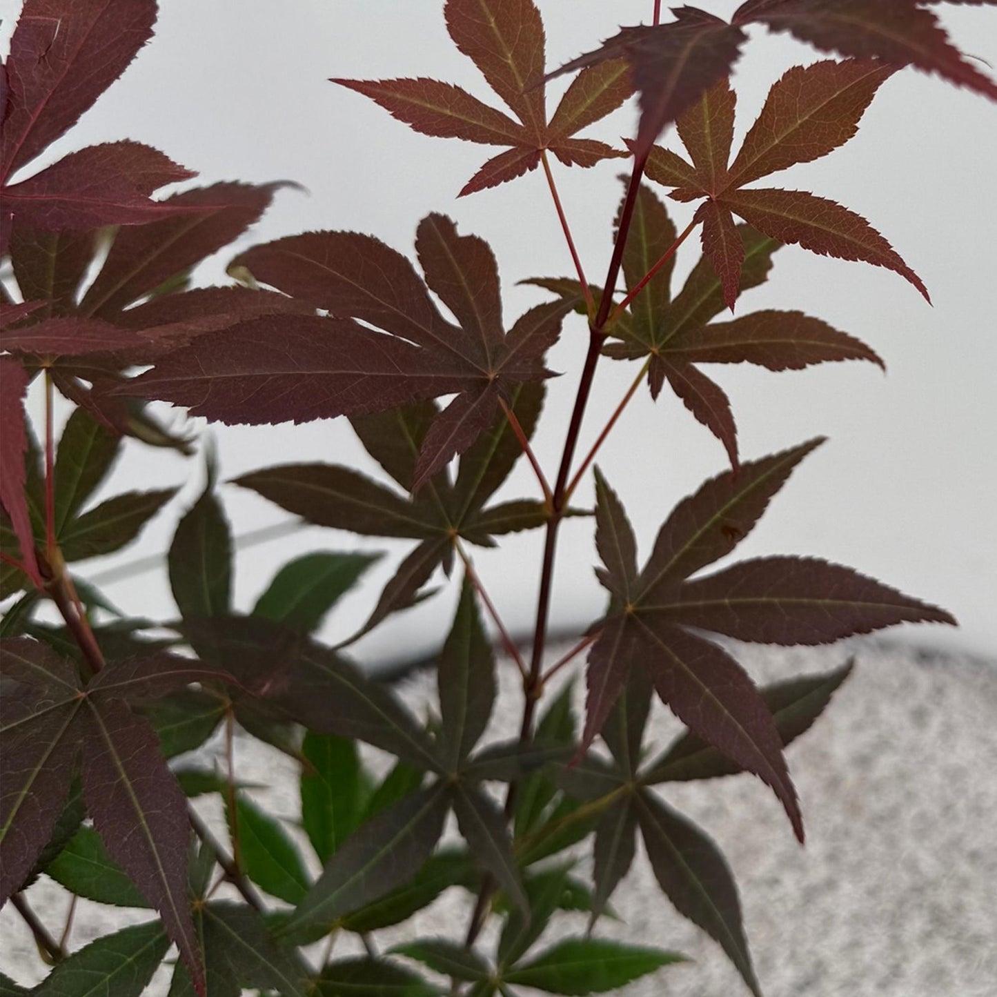 Green boutiQ - Tuinplant - Acer palmatum Atropurpureum - Paars - 3 Planten - Blad verliezend - Weinig Onderhoud - Pot 12cm Hoogte 35cm