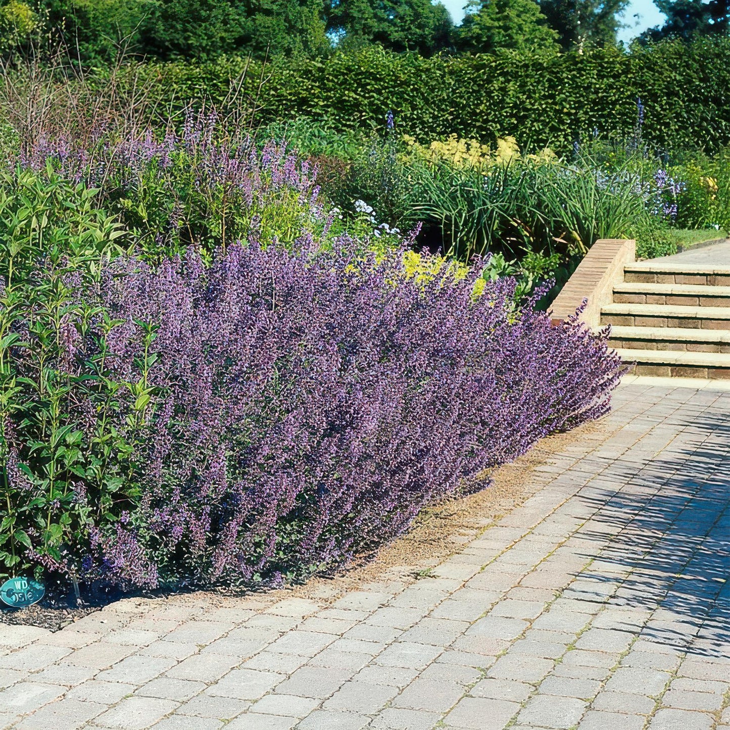 Nepeta 'Six Hills Giant' - Kattenkruid