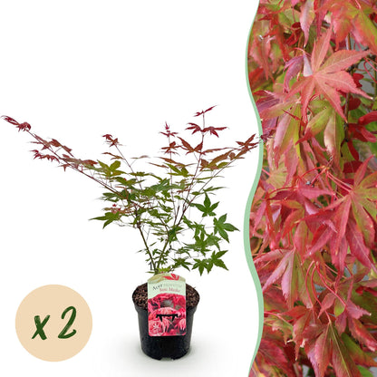 Green boutiQ - Terrasplant - Japanse Esdoorn - Acer palmatum Beni Maiko - Rood - 2 Planten - Bladverliezend - Pot 19cm Hoogte 70cm