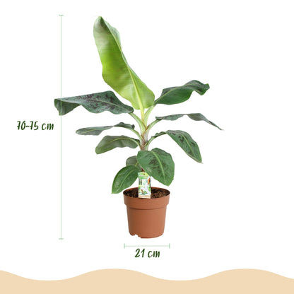 Musa acuminata Dwarf Cavendisch - Bananenplant - incl. pot wit - pot 21cm - hoogte 70-75cm