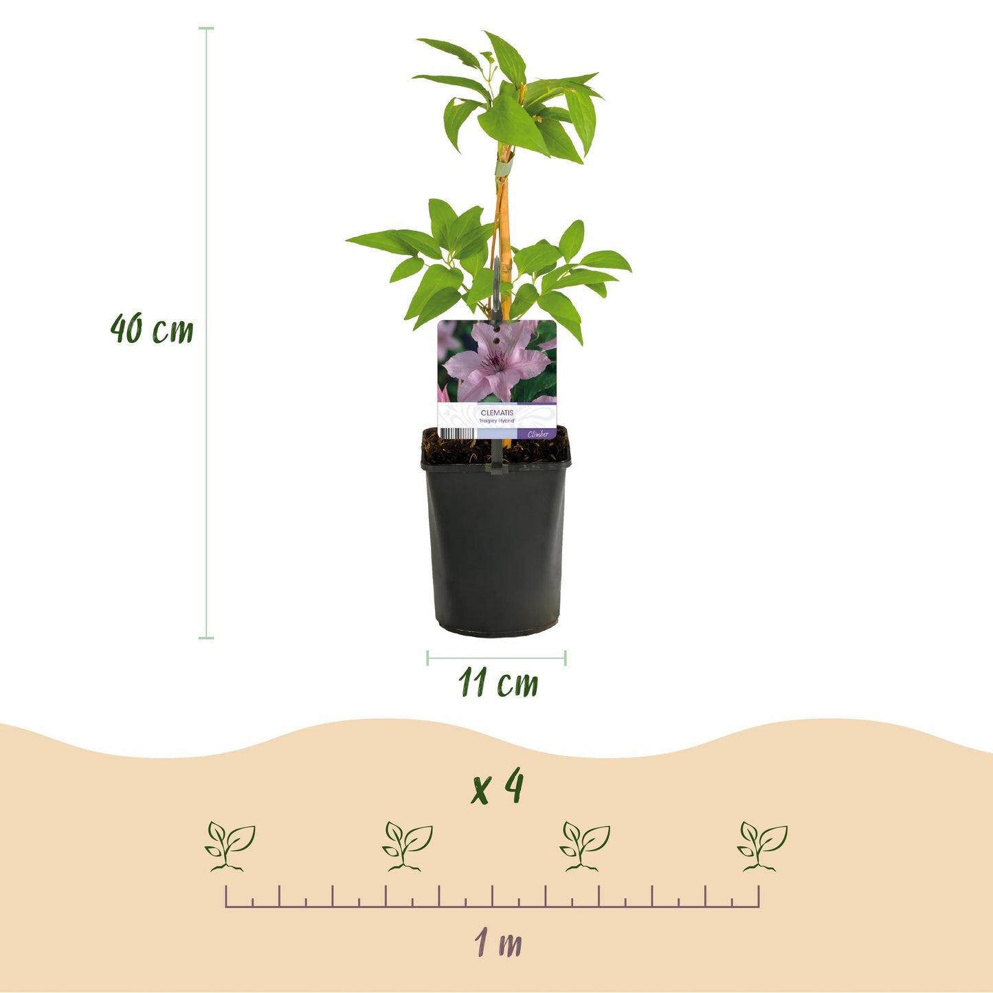 Clematis 'Hagley Hybrid' - Clematis - 2 planten - Pot 11cm - Hoogte 40cm