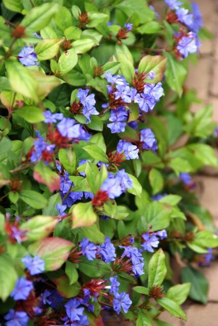 Ceratostigma plumbaginoides - Loodkruid