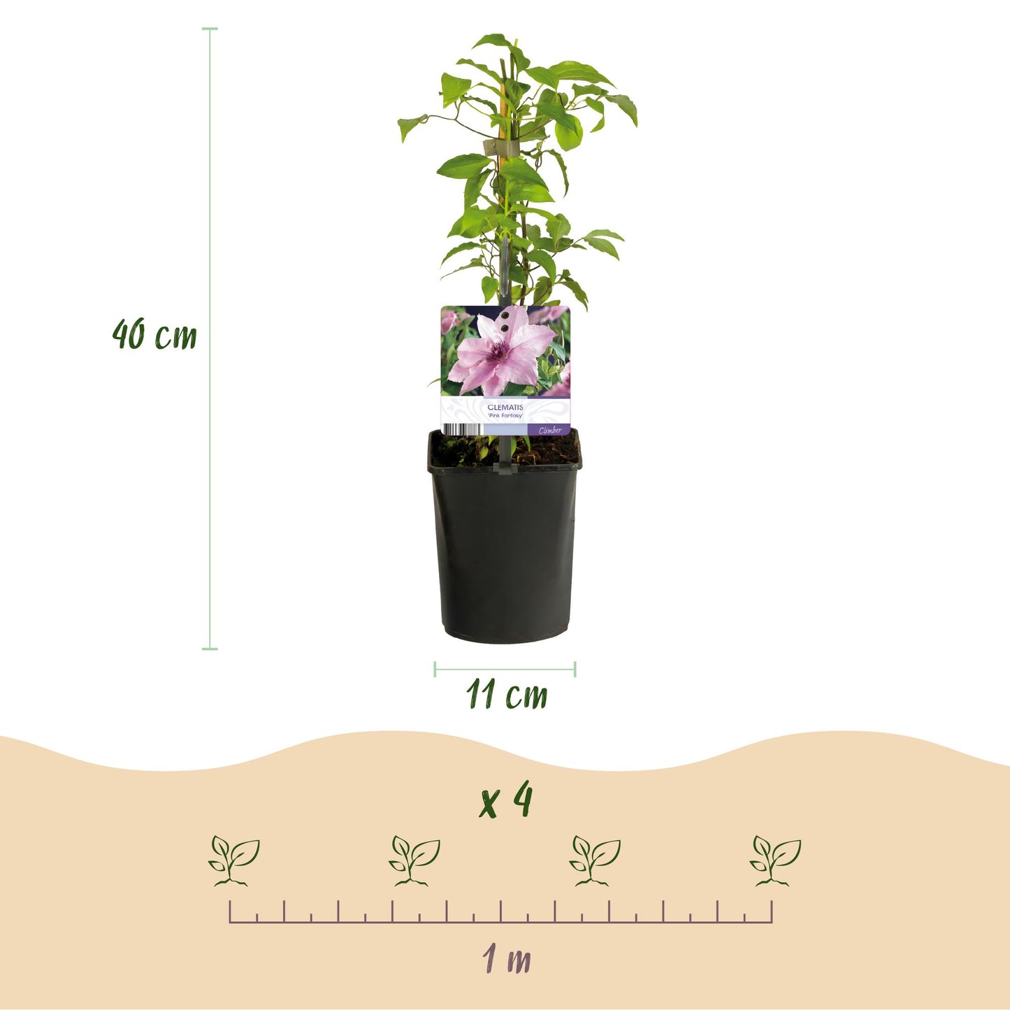 Clematis 'Pink Fantasy' - Clematis - 2 planten - Pot 11cm - Hoogte 40cm